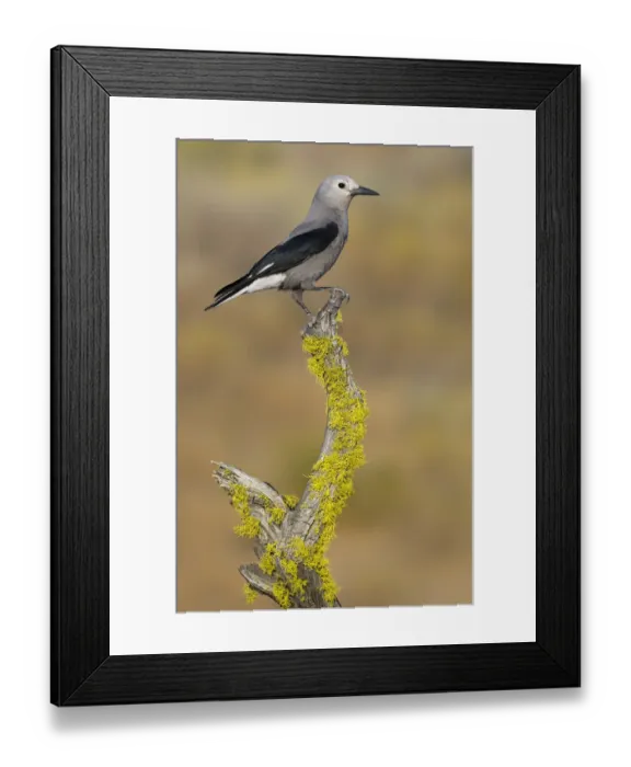 Framed Print : Clarks Nutcracker (Nucifraga columbiana), Oregon, USA Framed Print : Clarks Nutcracker (Nucifraga columbiana), Oregon, USA