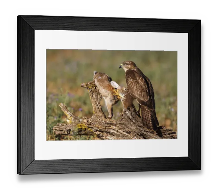 Framed Print : Common Buzzard (Buteo buteo), Spain Framed Print : Common Buzzard (Buteo buteo), Spain