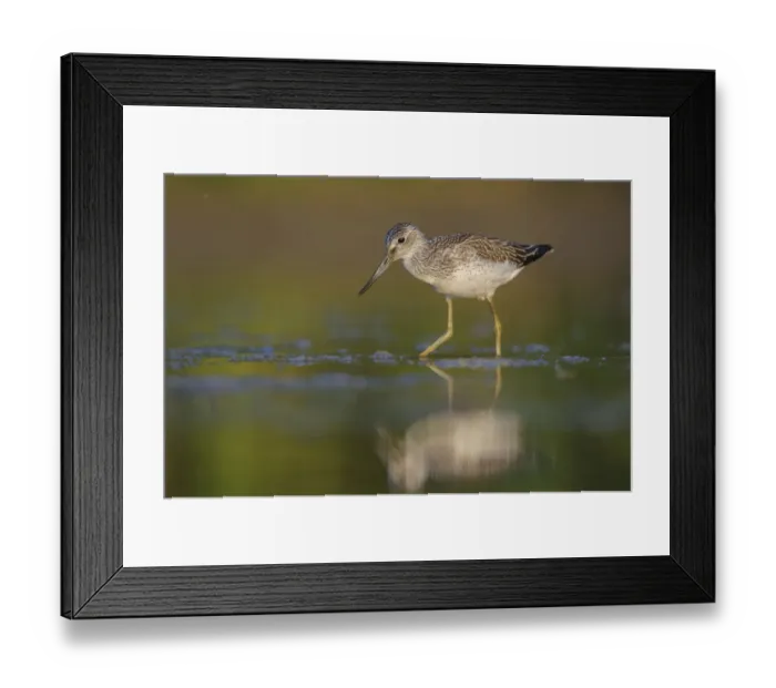 Framed Print : Common Greenshank (Tringa nebularia), Thuringia, Germany Framed Print : Common Greenshank (Tringa nebularia), Thuringia, Germany