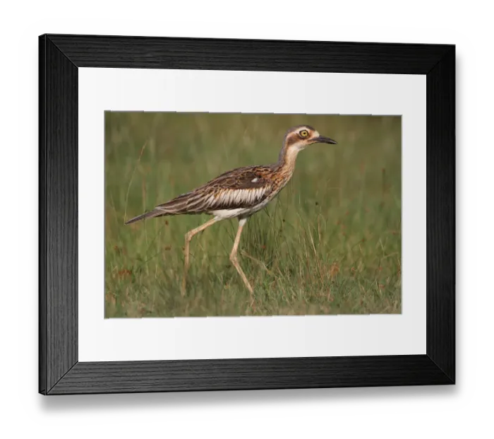 Framed Print : Bush Stone-curlew (Burhinus grallarius), Darwin, Australia Framed Print : Bush Stone-curlew (Burhinus grallarius), Darwin, Australia