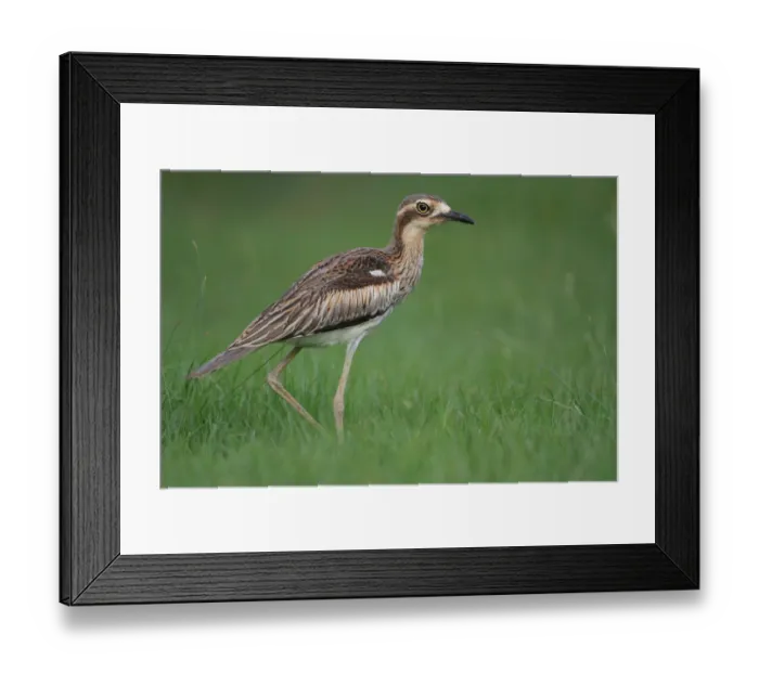 Framed Print : Bush Stone-curlew (Burhinus grallarius), Darwin, Australia Framed Print : Bush Stone-curlew (Burhinus grallarius), Darwin, Australia