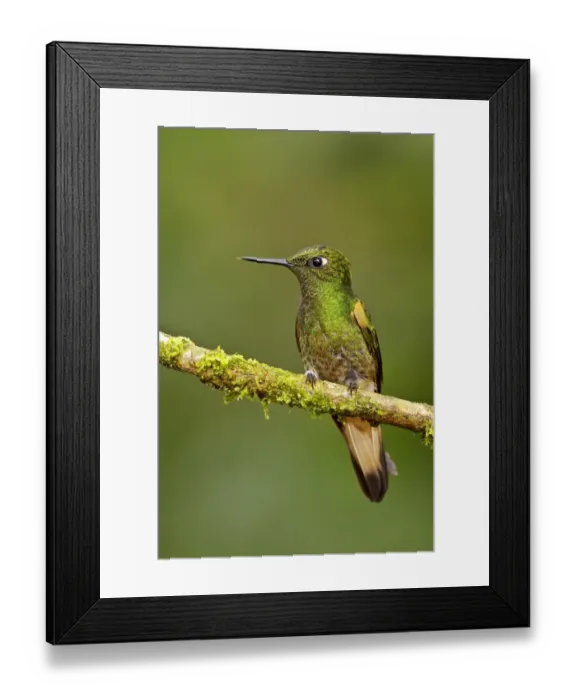 Framed Print : Buff-tailed Coronet (Boissonneaua flavescens), Ecuador Framed Print : Buff-tailed Coronet (Boissonneaua flavescens), Ecuador