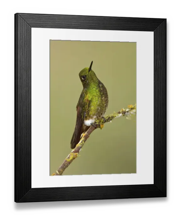 Framed Print : Buff-tailed Coronet (Boissonneaua flavescens), Ecuador Framed Print : Buff-tailed Coronet (Boissonneaua flavescens), Ecuador