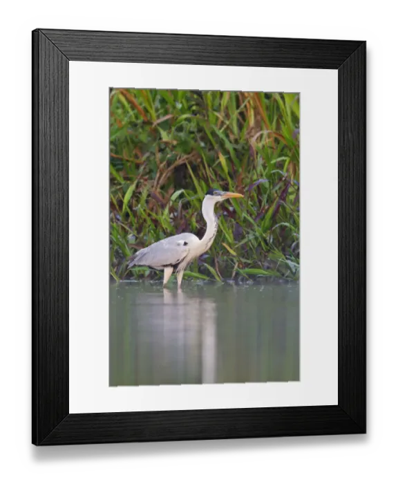 Framed Print : Cocoi Heron (Ardea cocoi), Ecuador Framed Print : Cocoi Heron (Ardea cocoi), Ecuador