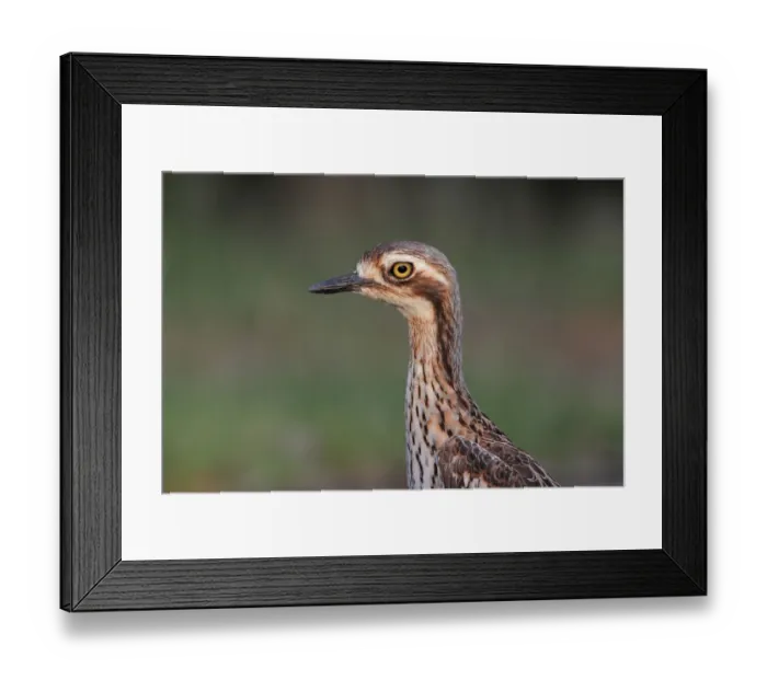 Framed Print : Bush Stone-curlew (Burhinus grallarius), Darwin, Australia Framed Print : Bush Stone-curlew (Burhinus grallarius), Darwin, Australia