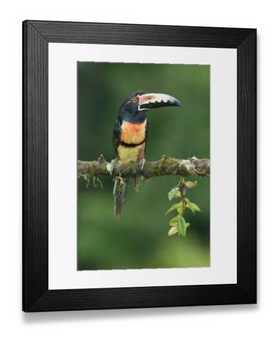 Framed Print : Collared Aracari (Pteroglossus torquatus), Costa Rica