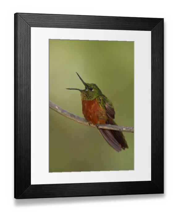 Framed Print : Chestnut-breasted Coronet (Boissonneaua matthewsii) singing, Ecuador Framed Print : Chestnut-breasted Coronet (Boissonneaua matthewsii) singing, Ecuador
