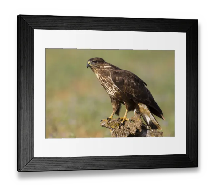 Framed Print : Common Buzzard (Buteo buteo), Spain Framed Print : Common Buzzard (Buteo buteo), Spain