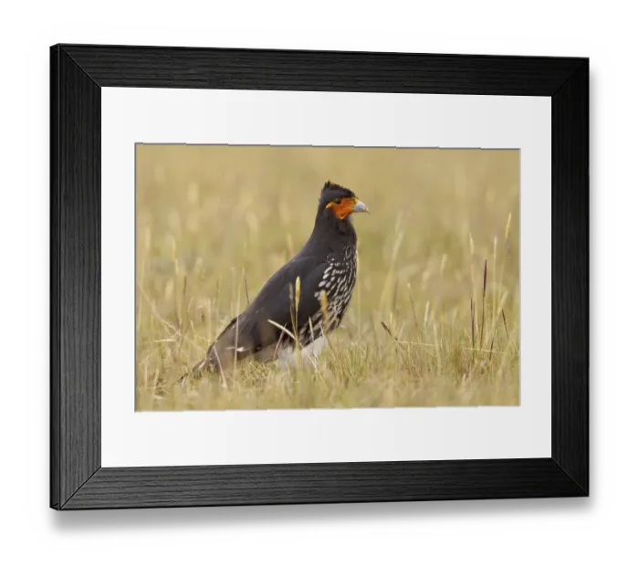 Framed Print : Carunculated Caracara (Phalcoboenus carunculatus), Ecuador Framed Print : Carunculated Caracara (Phalcoboenus carunculatus), Ecuador