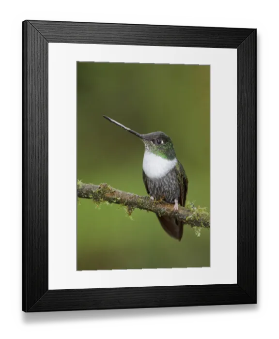 Framed Print : Collared Inca (Coeligena torquata), Ecuador