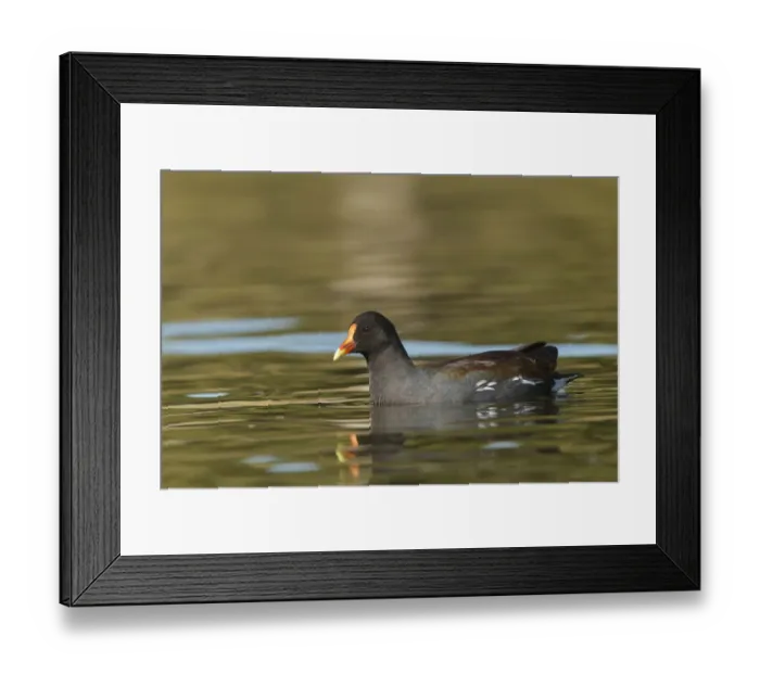 Framed Print : Common Gallinule (Gallinula galeata), California, USA Framed Print : Common Gallinule (Gallinula galeata), California, USA