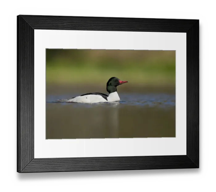 Framed Print : Common Merganser (Mergus merganser americanus) male, New York, USA Framed Print : Common Merganser (Mergus merganser americanus) male, New York, USA