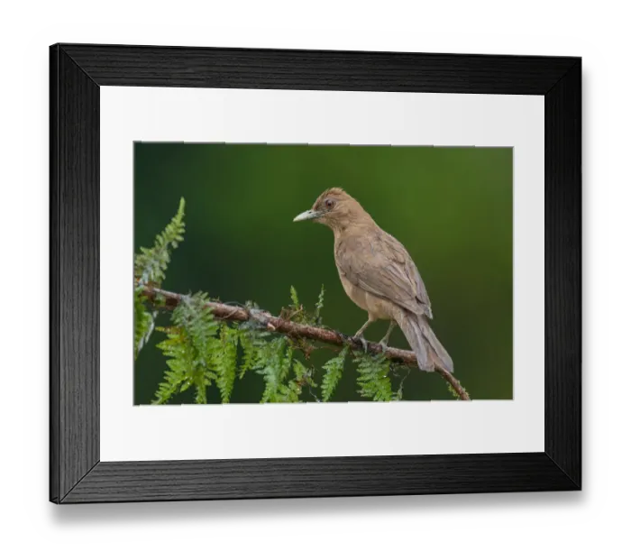 Framed Print : Clay-colored Thrush (Turdus grayi), Costa Rica Framed Print : Clay-colored Thrush (Turdus grayi), Costa Rica