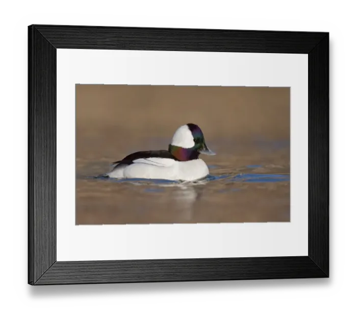 Framed Print : Bufflehead (Bucephala albeola) male, Ontario, Canada Framed Print : Bufflehead (Bucephala albeola) male, Ontario, Canada