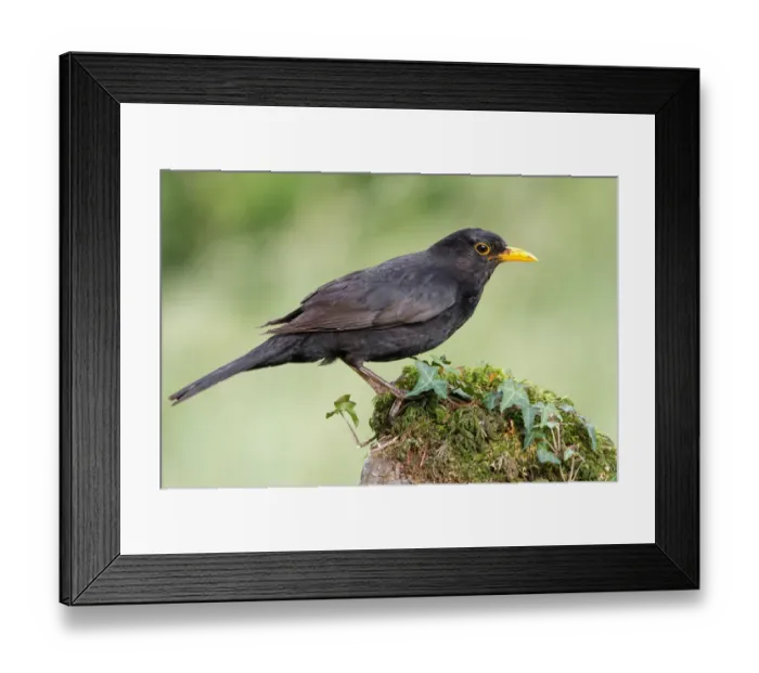 Framed Print : Common Blackbird (Turdus merula) male, St. Gallen, Switzerland Framed Print : Common Blackbird (Turdus merula) male, St. Gallen, Switzerland