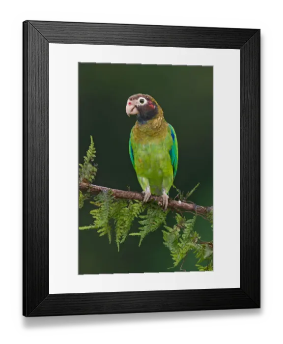 Framed Print : Brown-hooded Parrot (Pyrilia haematotis), Costa Rica