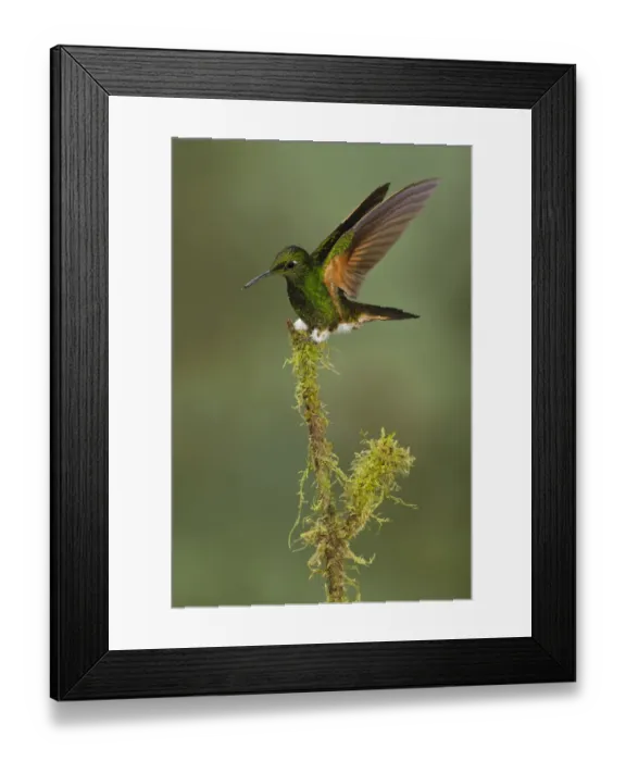 Framed Print : Buff-tailed Coronet (Boissonneaua flavescens), Ecuador Framed Print : Buff-tailed Coronet (Boissonneaua flavescens), Ecuador