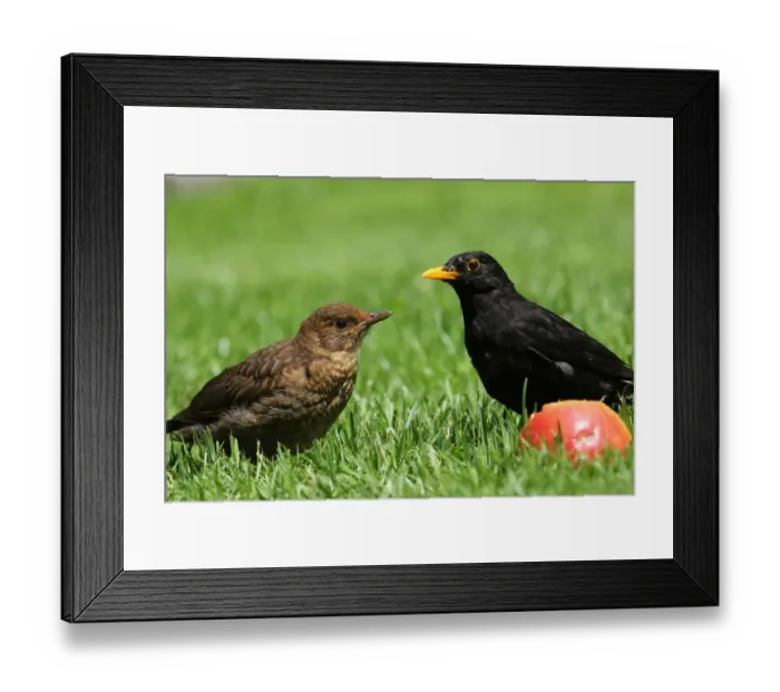 Framed Print : Common Blackbird (Turdus merula) juvenile male, Lower Saxony, Germany Framed Print : Common Blackbird (Turdus merula) juvenile male, Lower Saxony, Germany