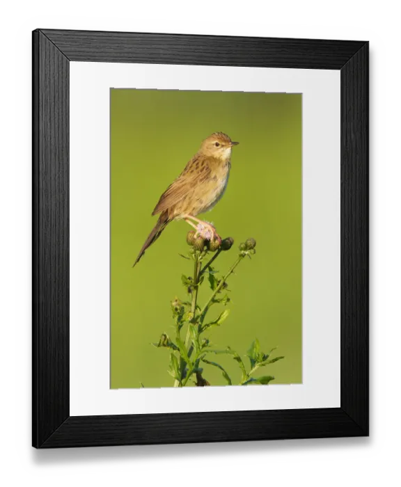Framed Print : Common Grasshopper Warbler (Locustella naevia), Vorarlberg, Austria Framed Print : Common Grasshopper Warbler (Locustella naevia), Vorarlberg, Austria