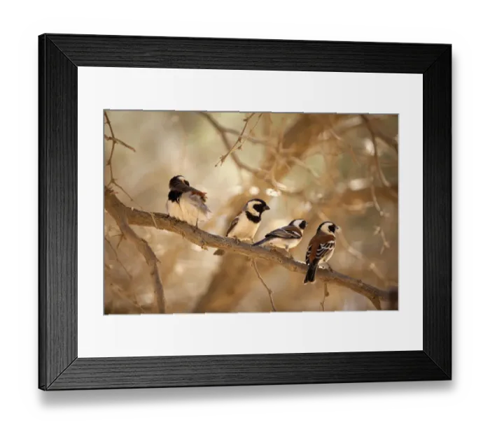 Framed Print : Cape Sparrow (Passer melanurus), Naukluft Park, Namibia Framed Print : Cape Sparrow (Passer melanurus), Naukluft Park, Namibia