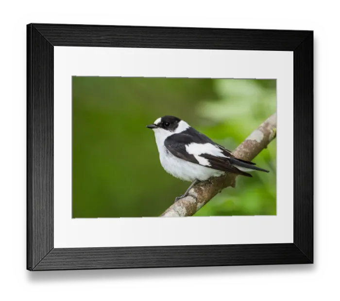 Framed Print : Collared Flycatcher (Ficedula albicollis) male, Bavaria, Germany Framed Print : Collared Flycatcher (Ficedula albicollis) male, Bavaria, Germany