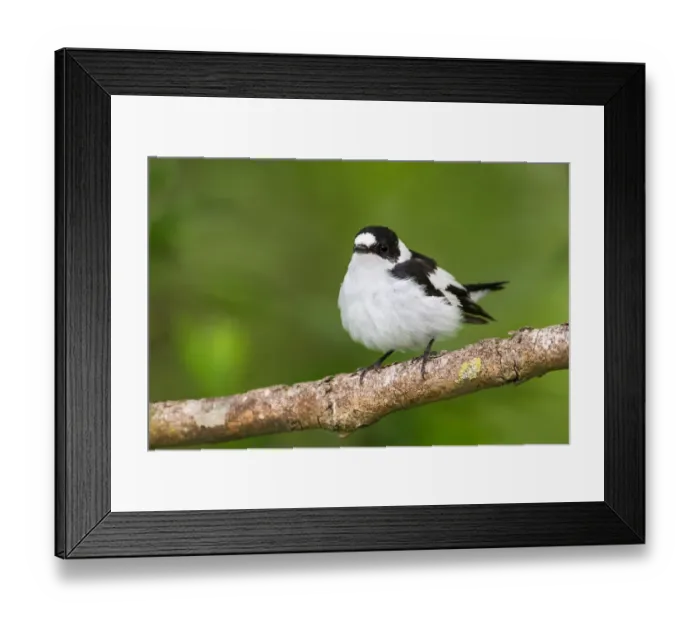 Framed Print : Collared Flycatcher (Ficedula albicollis) male, Bavaria, Germany Framed Print : Collared Flycatcher (Ficedula albicollis) male, Bavaria, Germany