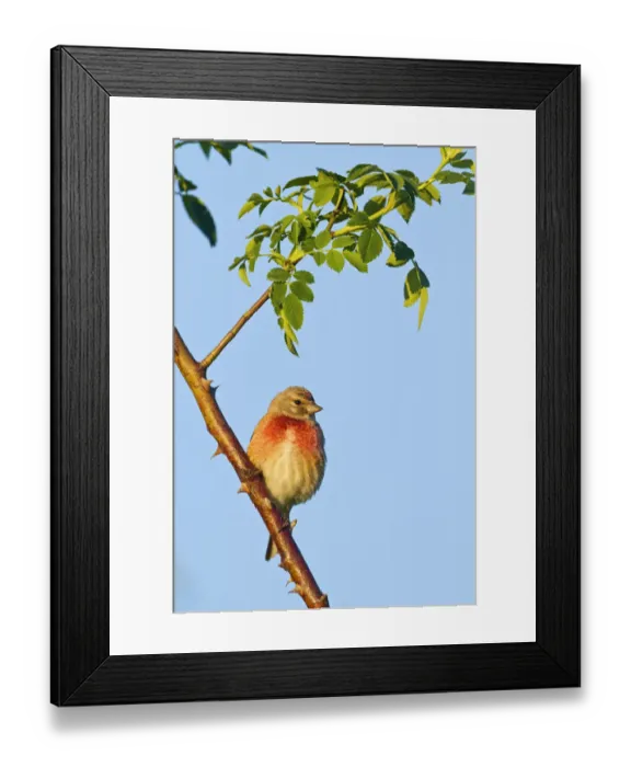 Framed Print : Common Linnet (Linaria cannabina) male, Rhineland-Palatinate, Germany Framed Print : Common Linnet (Linaria cannabina) male, Rhineland-Palatinate, Germany