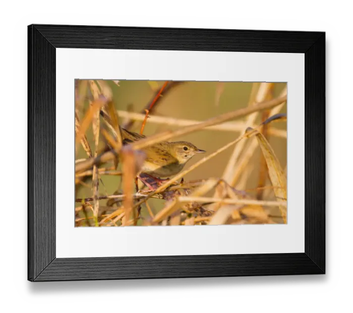 Framed Print : Common Grasshopper Warbler (Locustella naevia), Baden-Wuerttemberg, Germany Framed Print : Common Grasshopper Warbler (Locustella naevia), Baden-Wuerttemberg, Germany