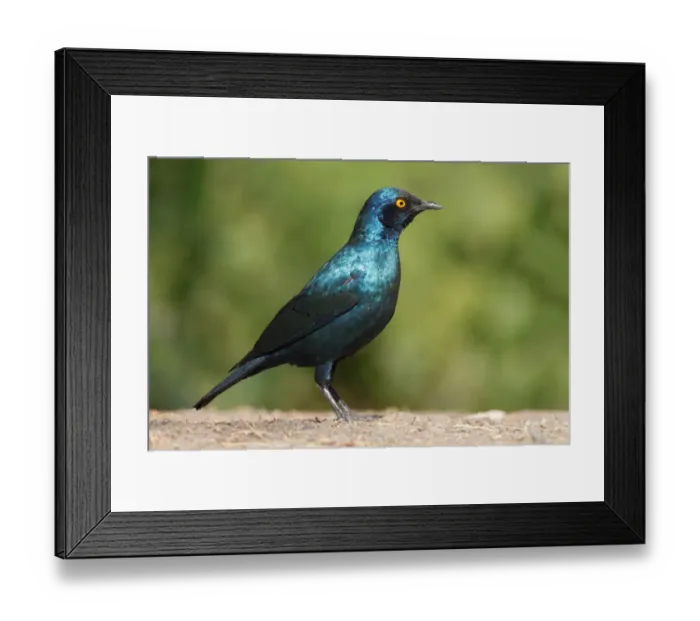 Framed Print : Cape Starling (Lamprotornis nitens), Namibia Framed Print : Cape Starling (Lamprotornis nitens), Namibia