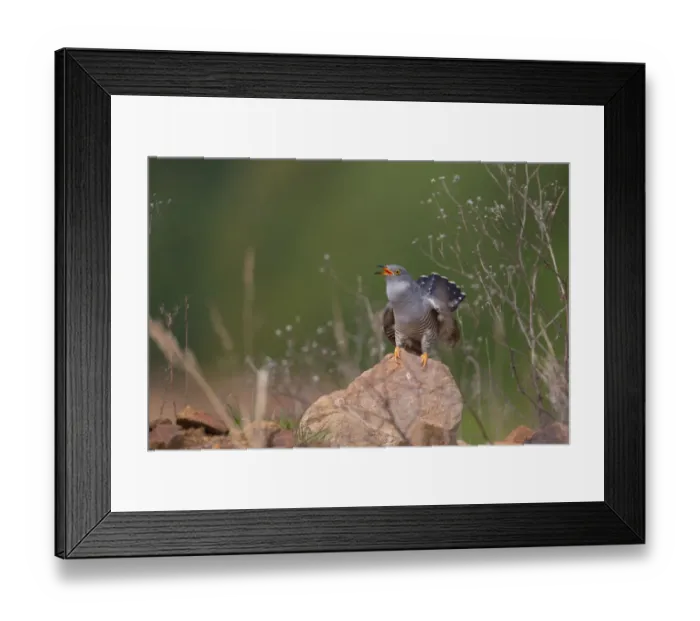 Framed Print : Common Cuckoo (Cuculus canorus) male, Saxony, Germany Framed Print : Common Cuckoo (Cuculus canorus) male, Saxony, Germany