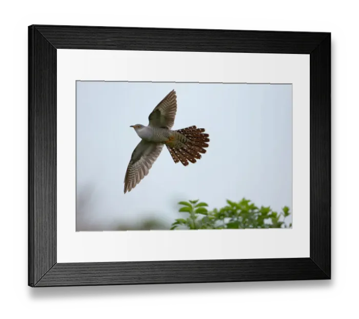 Framed Print : Common Cuckoo (Cuculus canorus) male flying, Saxony, Germany Framed Print : Common Cuckoo (Cuculus canorus) male flying, Saxony, Germany