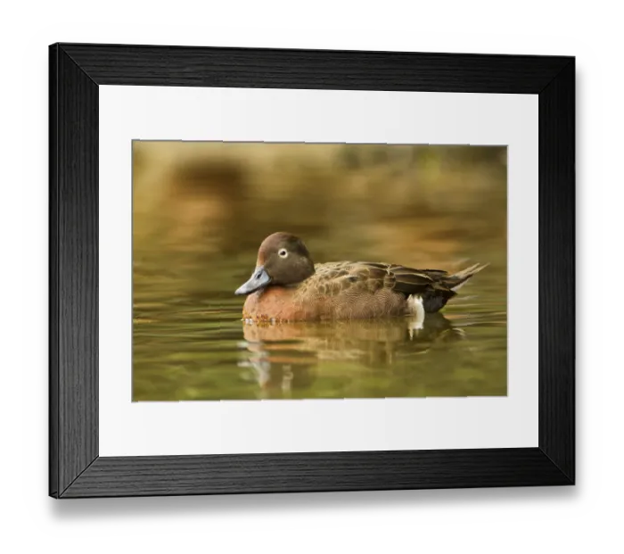 Framed Print : Brown Teal (Anas chlorotis) male, North Island, New Zealand Framed Print : Brown Teal (Anas chlorotis) male, North Island, New Zealand