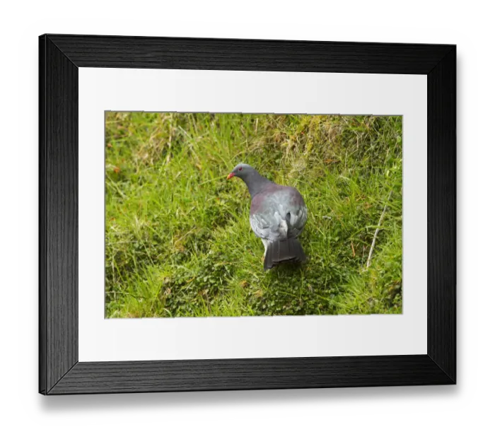 Framed Print : Chatham Pigeon (Hemiphaga chathamensis), Chatham Island, New Zealand Framed Print : Chatham Pigeon (Hemiphaga chathamensis), Chatham Island, New Zealand