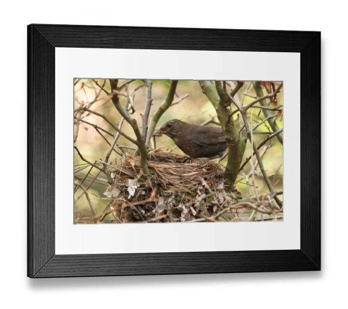 Framed Print : Common Blackbird (Turdus merula) female with feed at nest, Lower Saxony, Germany Framed Print : Common Blackbird (Turdus merula) female with feed at nest, Lower Saxony, Germany