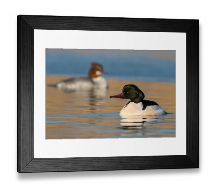 Framed Print : Common Merganser (Mergus merganser) pair, Saxony-Anhalt, Germany Framed Print : Common Merganser (Mergus merganser) pair, Saxony-Anhalt, Germany