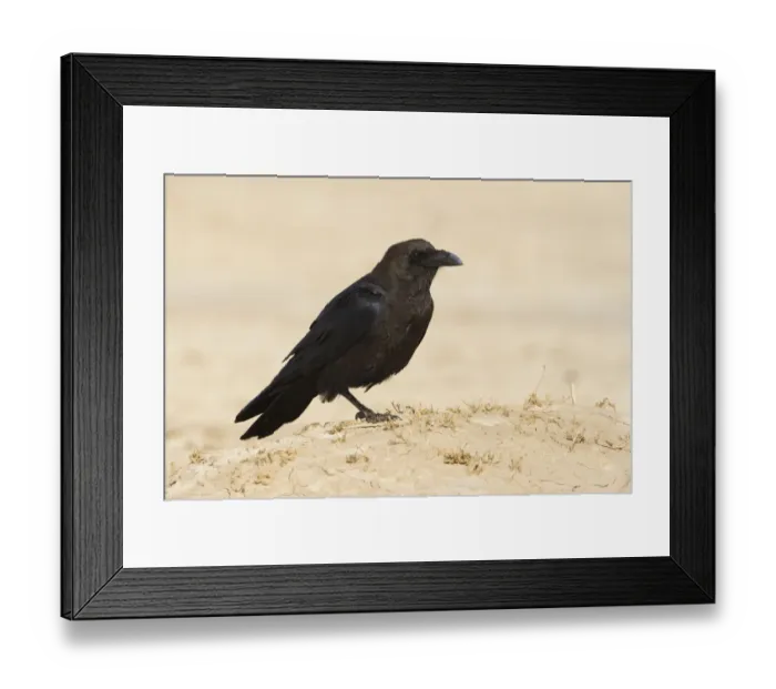 Framed Print : Brown-necked Raven (Corvus ruficollis), Morocco