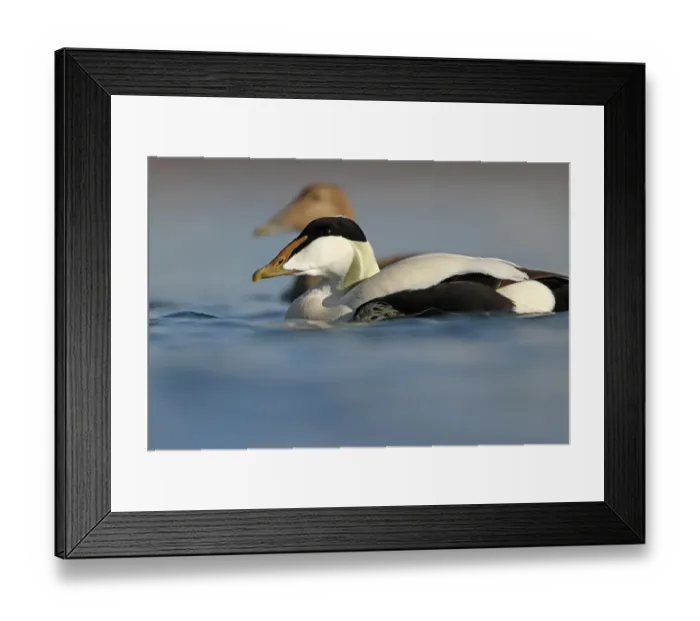 Framed Print : Common Eider (Somateria mollissima) male, Rapperswil, Switzerland Framed Print : Common Eider (Somateria mollissima) male, Rapperswil, Switzerland