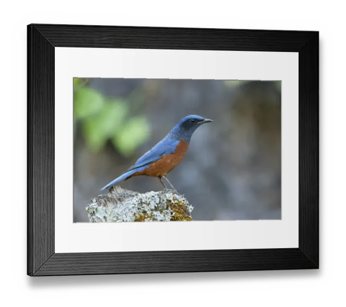 Framed Print : Chestnut-bellied Rock Thrush (Monticola rufiventris) male, Thailand