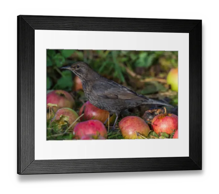 Framed Print : Common Blackbird (Turdus merula) juvenile, Schleswig-Holstein, Germany Framed Print : Common Blackbird (Turdus merula) juvenile, Schleswig-Holstein, Germany