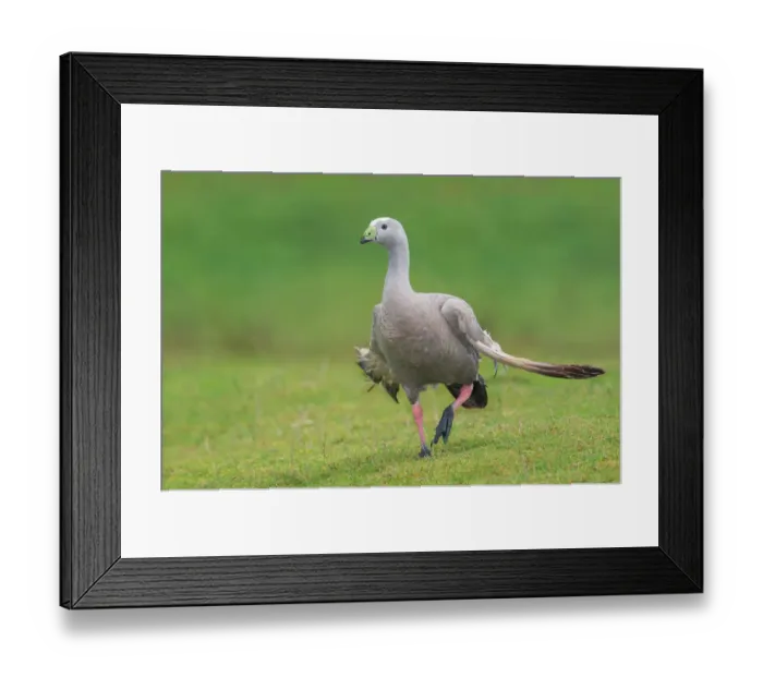Framed Print : Cape Barren Goose (Cereopsis novaehollandiae), Tasmania, Australia Framed Print : Cape Barren Goose (Cereopsis novaehollandiae), Tasmania, Australia