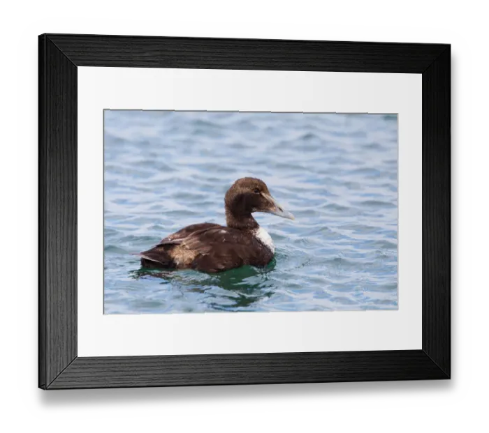 Framed Print : Common Eider (Somateria mollissima), Iceland Framed Print : Common Eider (Somateria mollissima), Iceland