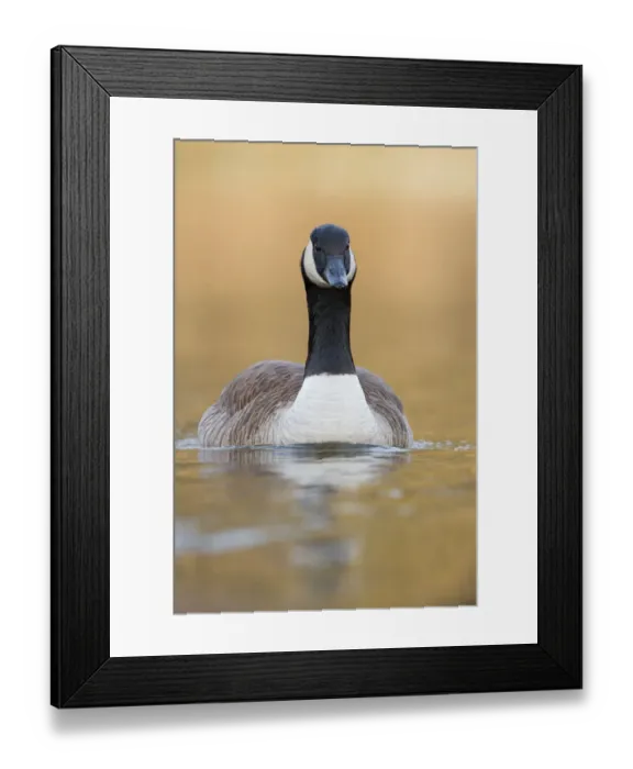 Framed Print : Canada Goose (Branta canadensis), Bavaria, Germany Framed Print : Canada Goose (Branta canadensis), Bavaria, Germany