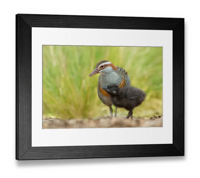 Framed Print : Buff-banded Rail (Gallirallus philippensis), Victoria, Australia Framed Print : Buff-banded Rail (Gallirallus philippensis), Victoria, Australia