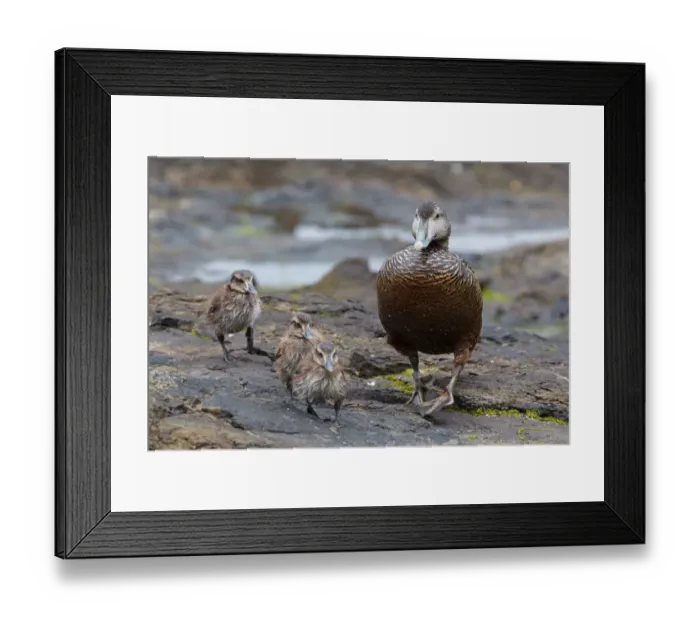 Framed Print : Common Eider (Somateria mollissima) with chicks, Iceland