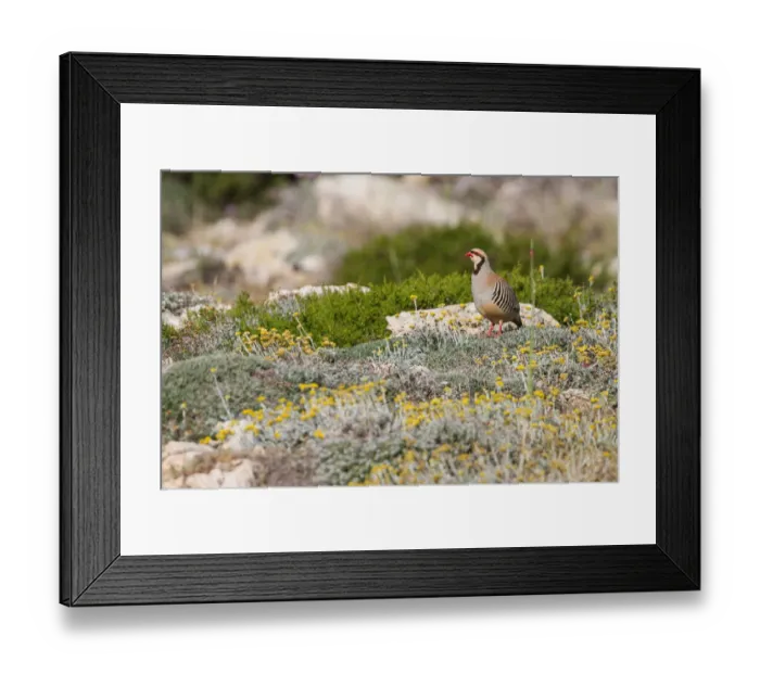 Framed Print : Chukar Partridge (Alectoris chukar), Cyprus Framed Print : Chukar Partridge (Alectoris chukar), Cyprus