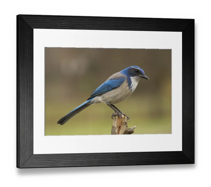 Framed Print : California Scrub Jay (Aphelocoma californica), California, USA Framed Print : California Scrub Jay (Aphelocoma californica), California, USA