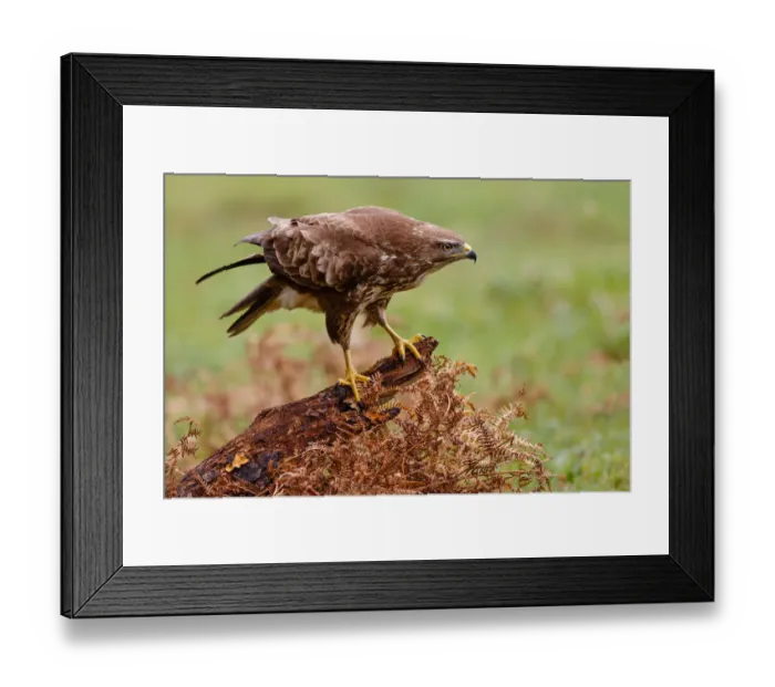 Framed Print : Common Buzzard (Buteo buteo), Asturias, Spain Framed Print : Common Buzzard (Buteo buteo), Asturias, Spain