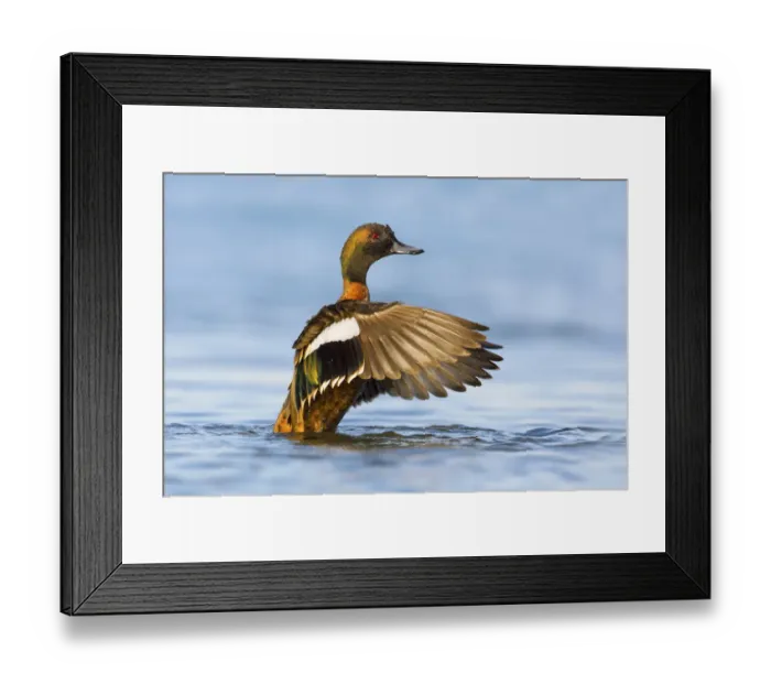 Framed Print : Chestnut Teal (Anas castanea) male flapping wings, Victoria, Australia Framed Print : Chestnut Teal (Anas castanea) male flapping wings, Victoria, Australia