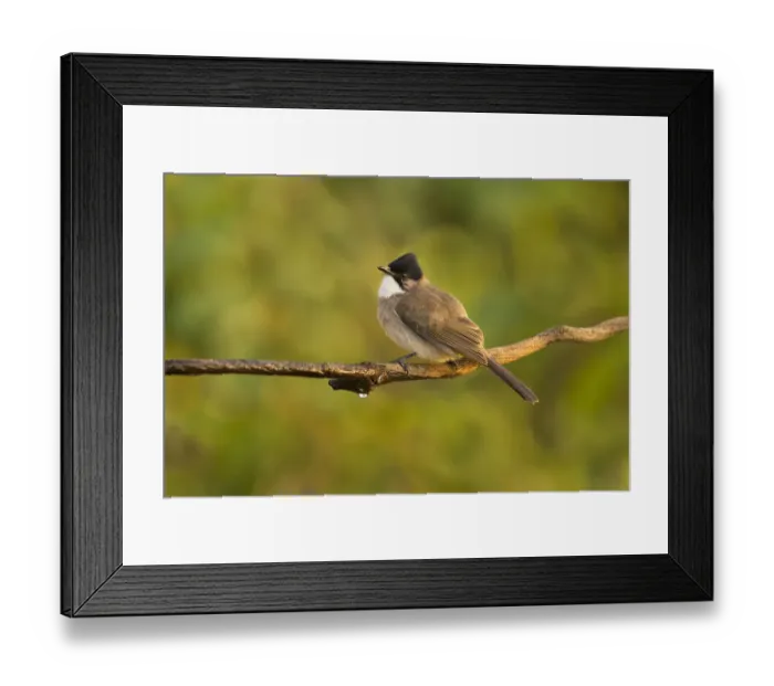 Framed Print : Brown-breasted Bulbul (Pycnonotus xanthorrhous), Yunnan, China Framed Print : Brown-breasted Bulbul (Pycnonotus xanthorrhous), Yunnan, China