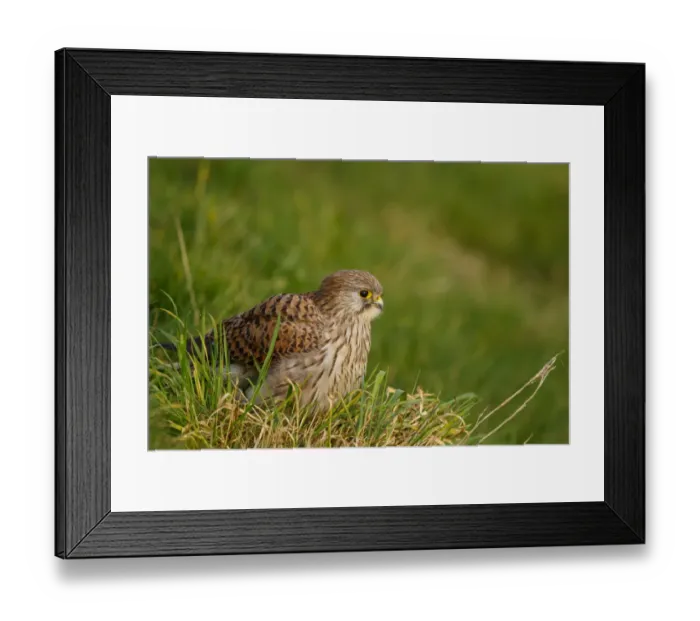 Framed Print : Common Kestrel (Falco tinnunculus), The Netherlands Framed Print : Common Kestrel (Falco tinnunculus), The Netherlands